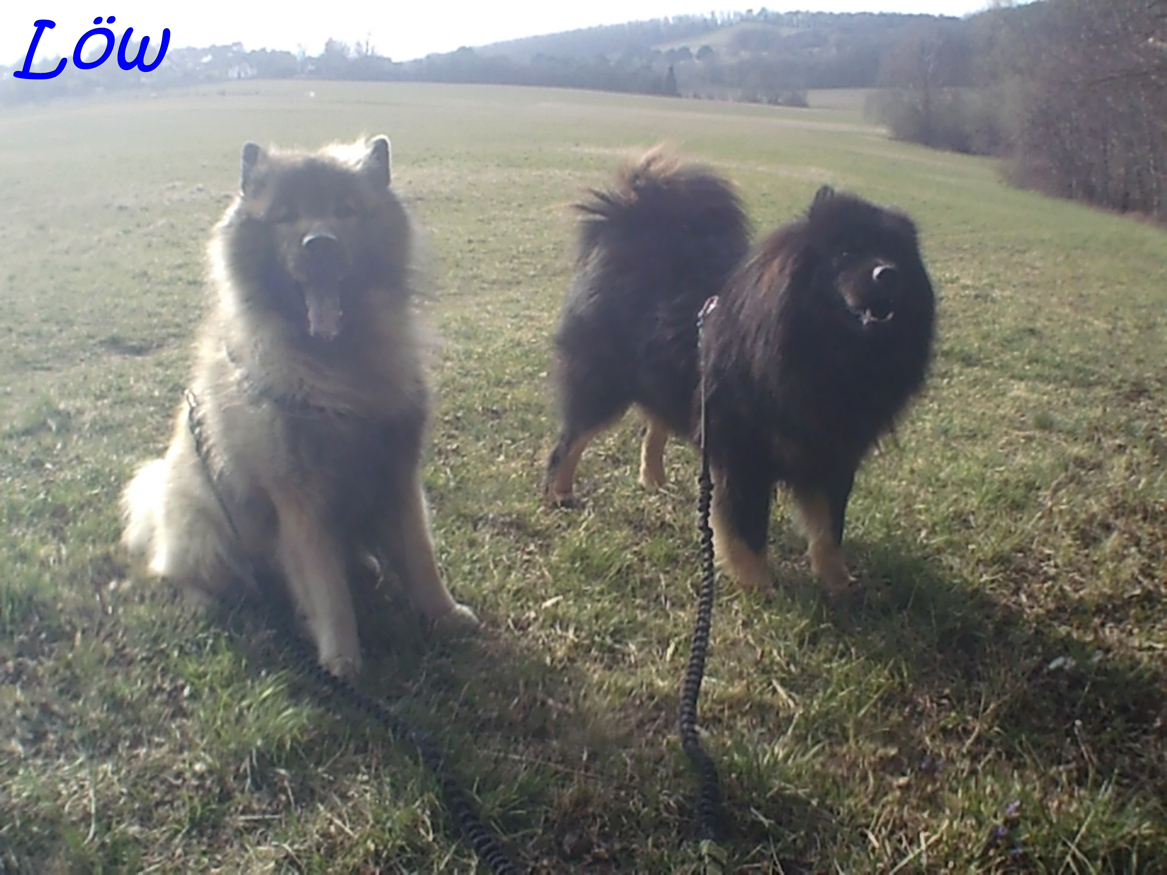 22.3.2025 - Dwix und Howard vor der Waldtour